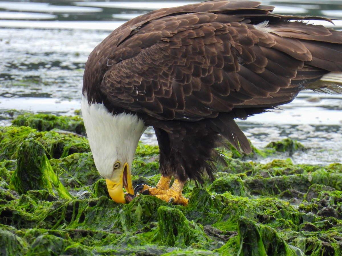 Bald Eagle - ML641163772
