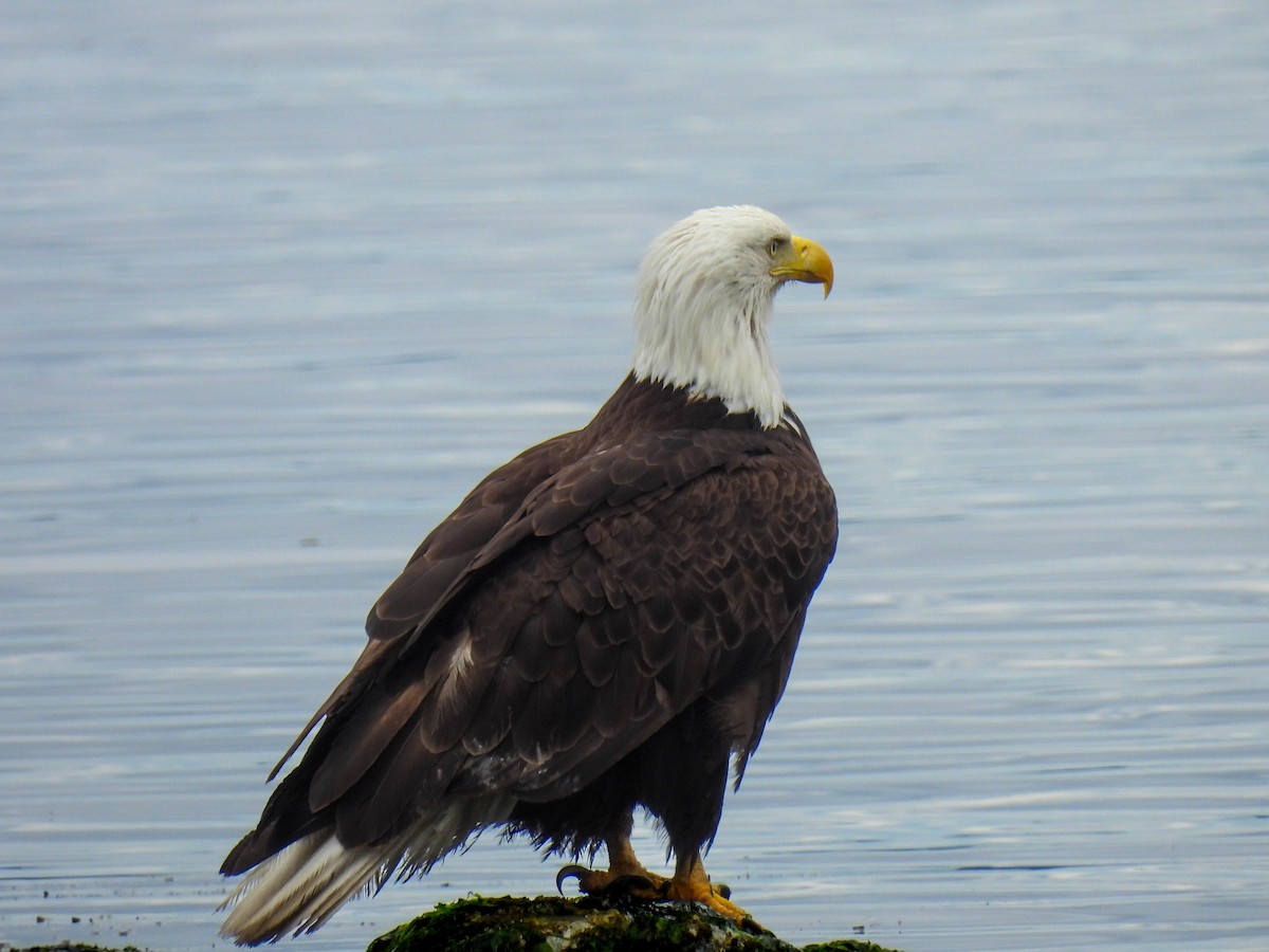 Bald Eagle - ML641163774