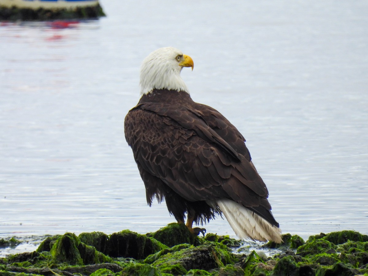 Bald Eagle - ML641163775