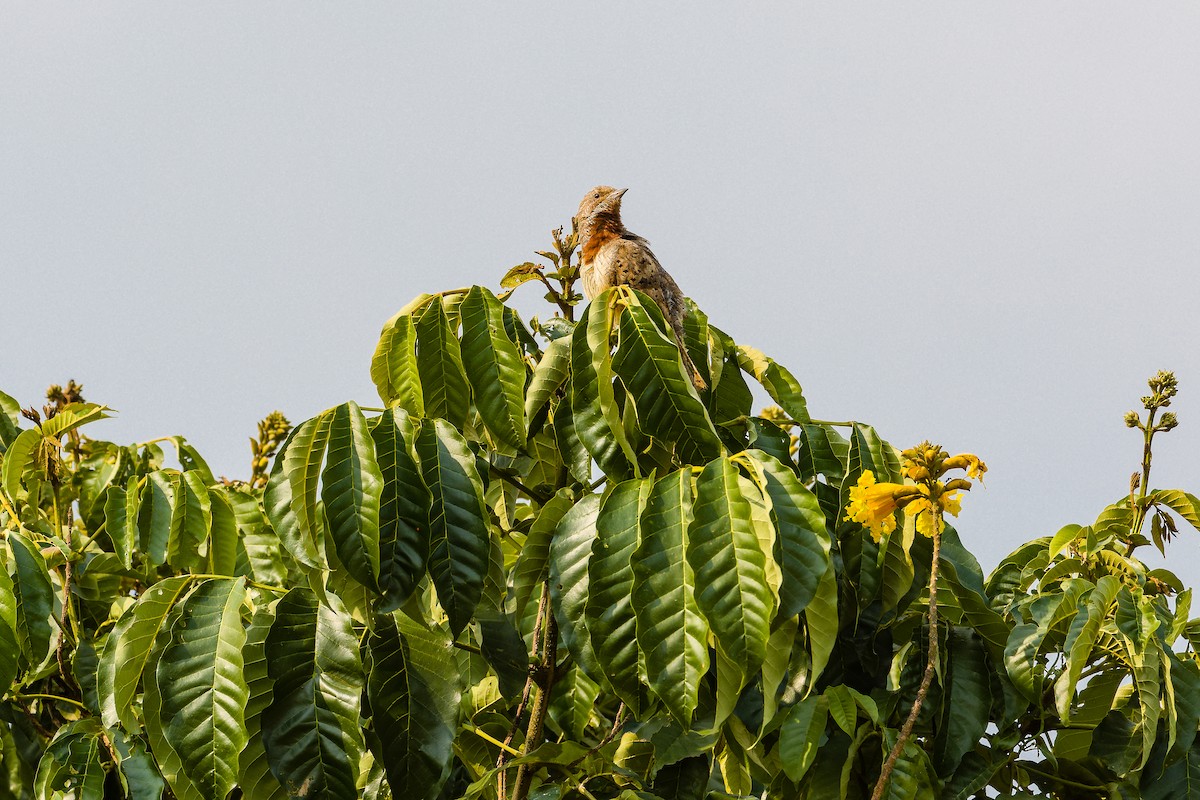 Red-throated Wryneck - ML641163792