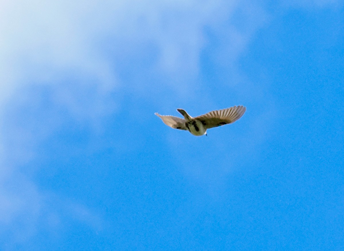 Rufous Songlark - ML641163830