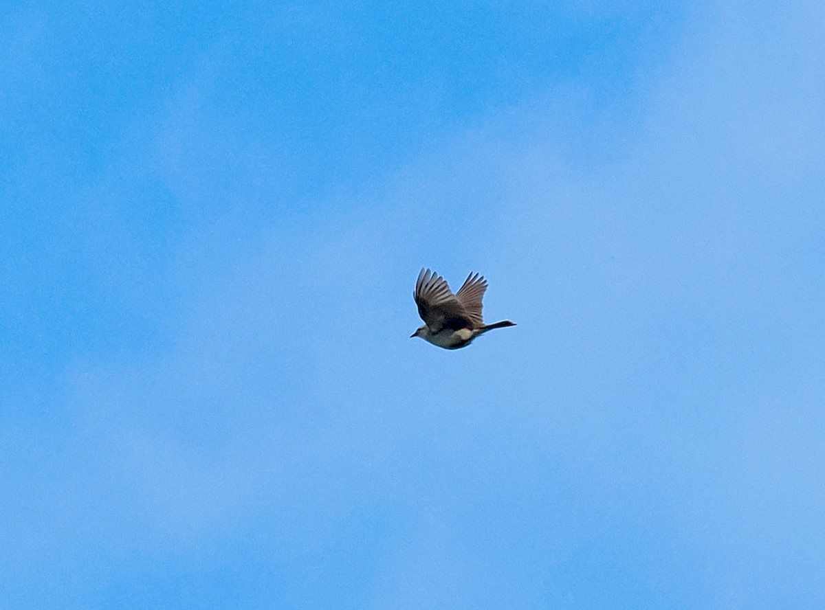 Rufous Songlark - ML641163831