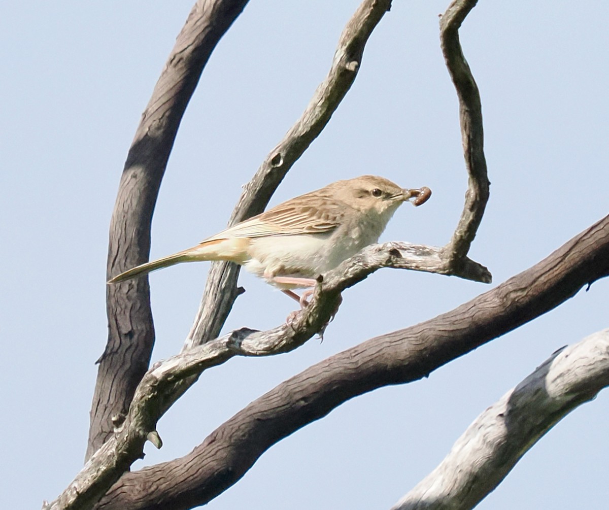 Rufous Songlark - ML641163836
