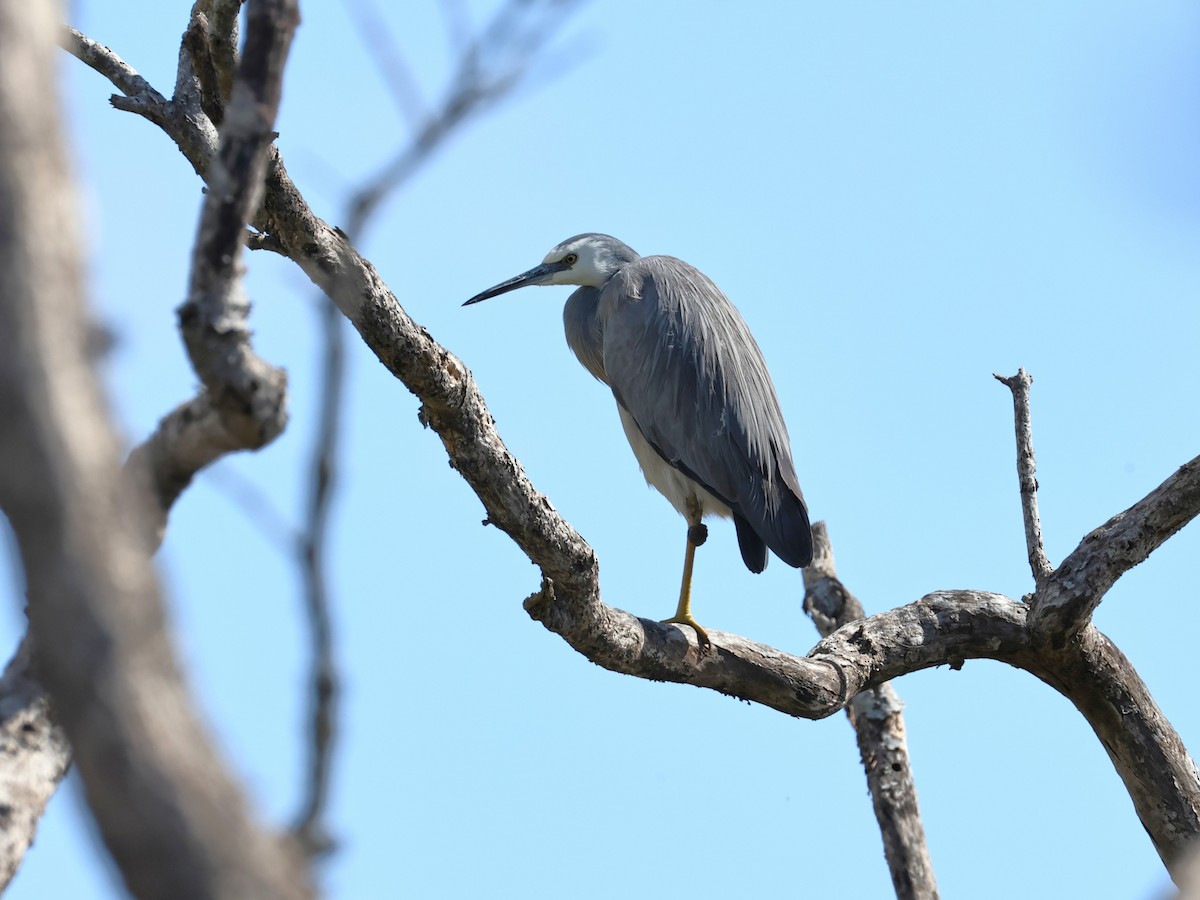 White-faced Heron - ML641163844