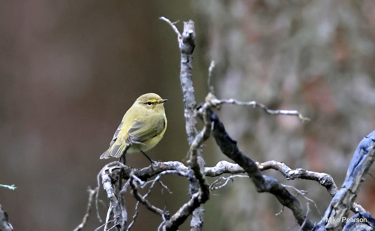 Common Chiffchaff - ML641163878