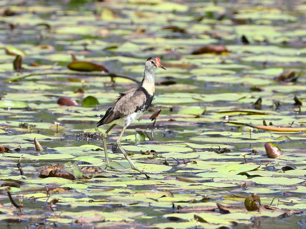 Comb-crested Jacana - ML641163887