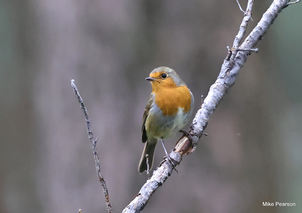 European Robin - ML641163888