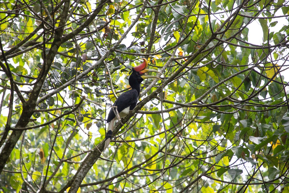 Rhinoceros Hornbill - ML641163895