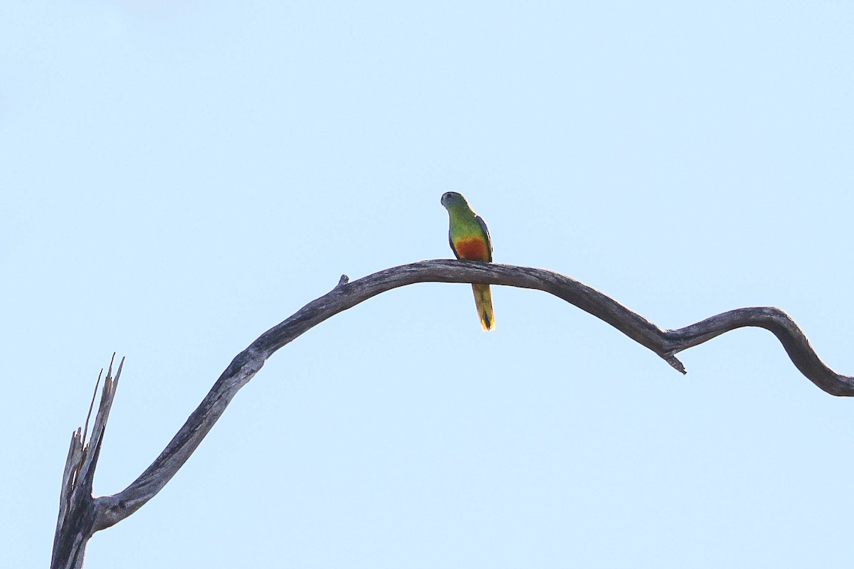 Turquoise Parrot - ML641163972