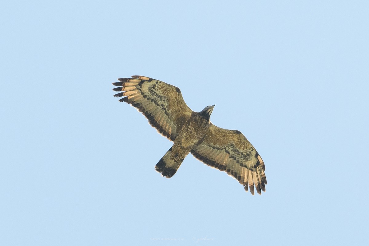 Oriental Honey-buzzard - ML641163988