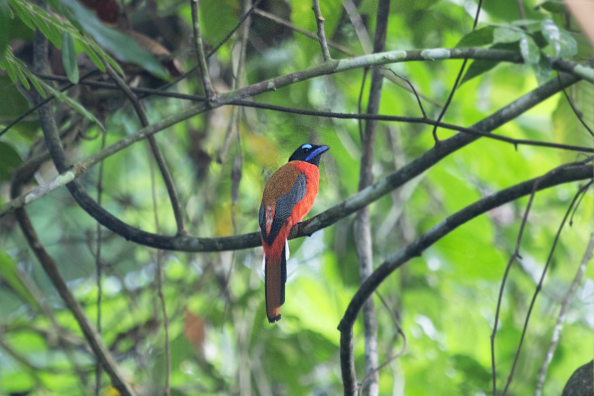Rotbürzeltrogon - ML641163995