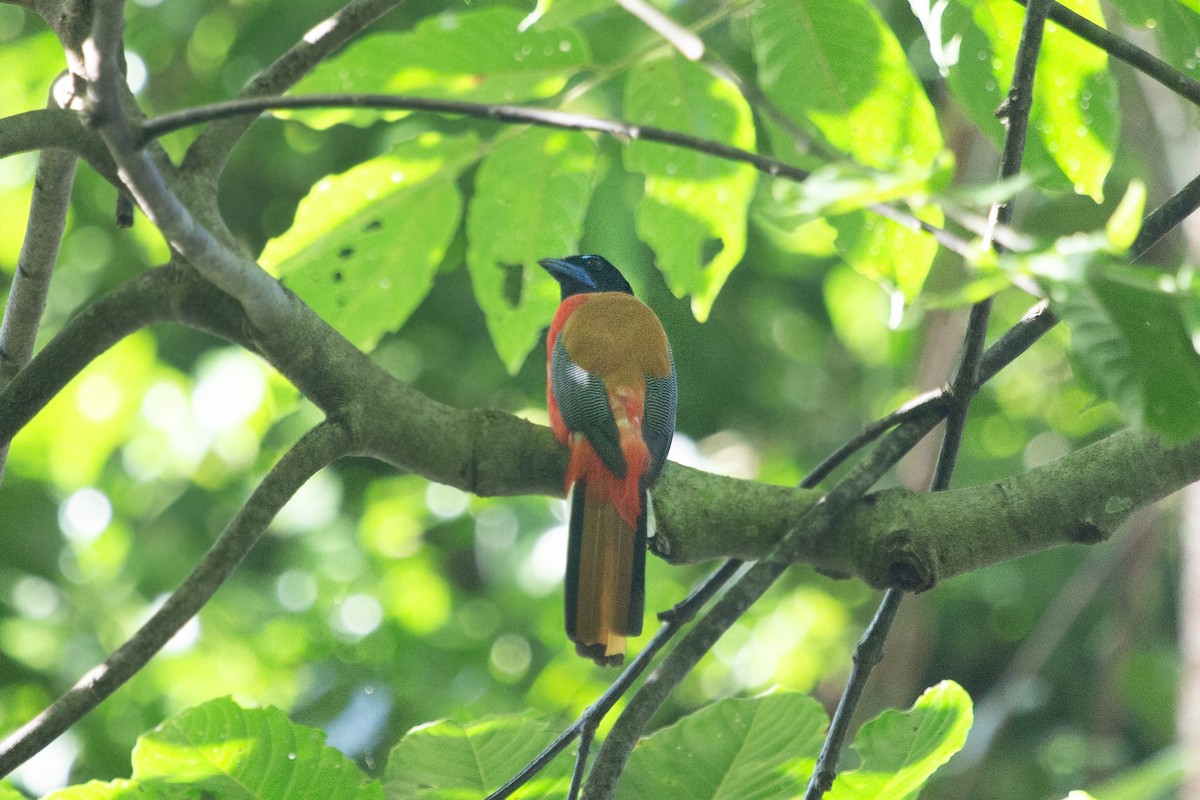 Rotbürzeltrogon - ML641163996