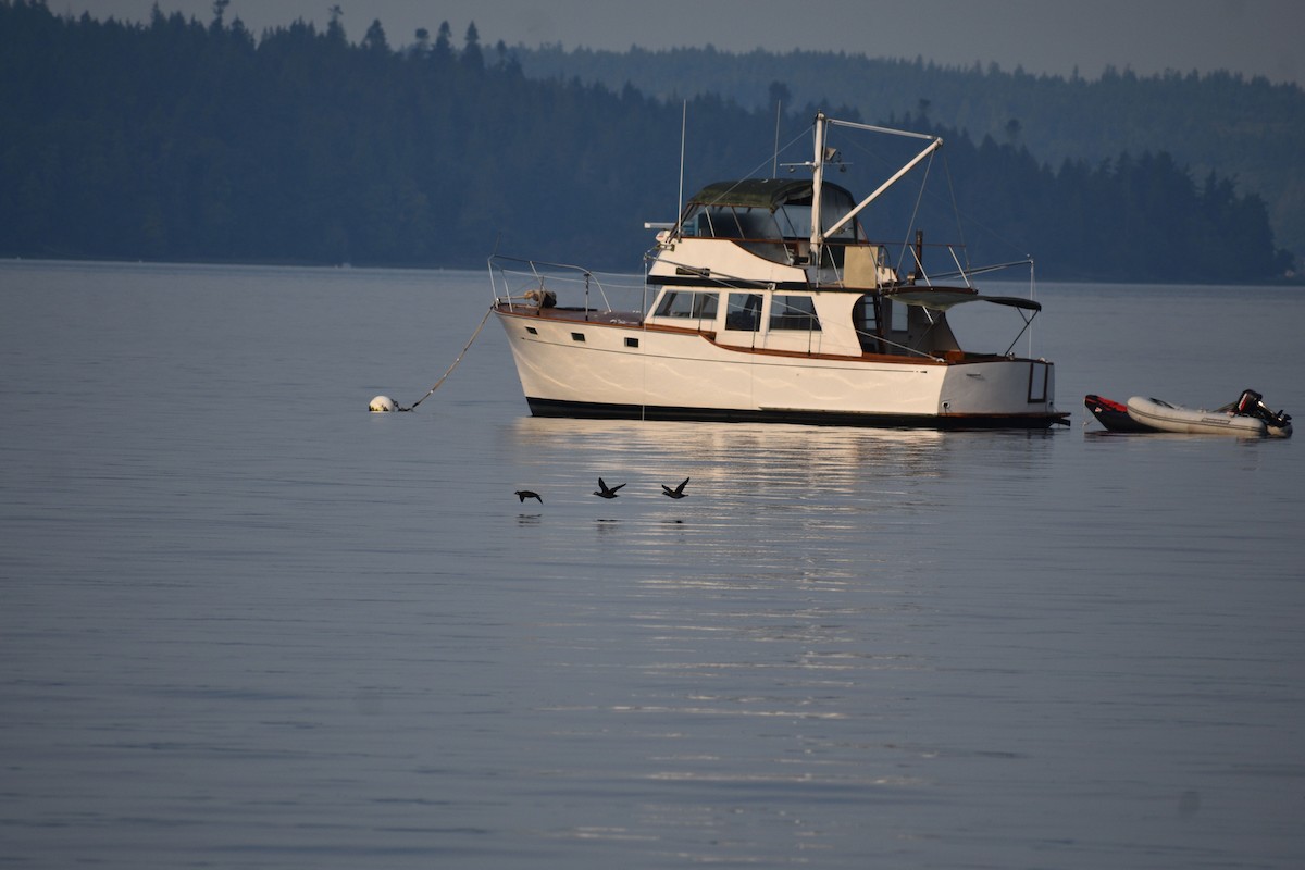 Harlequin Duck - ML641163997