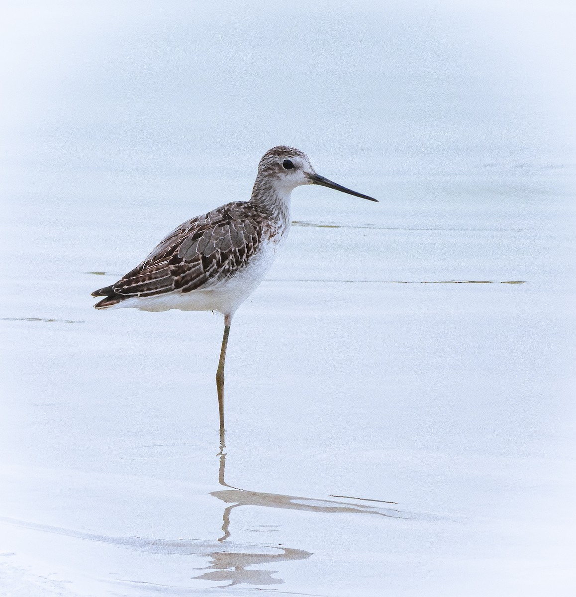 Marsh Sandpiper - ML641164002