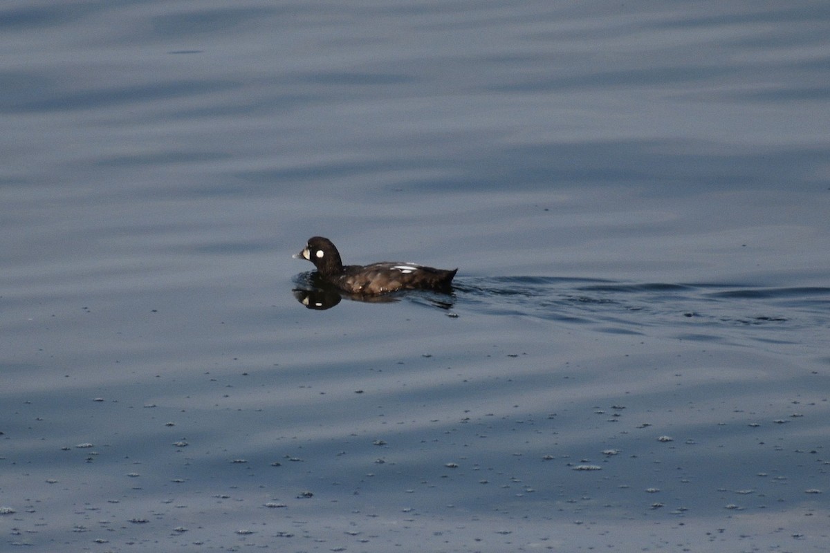 Harlequin Duck - ML641164010