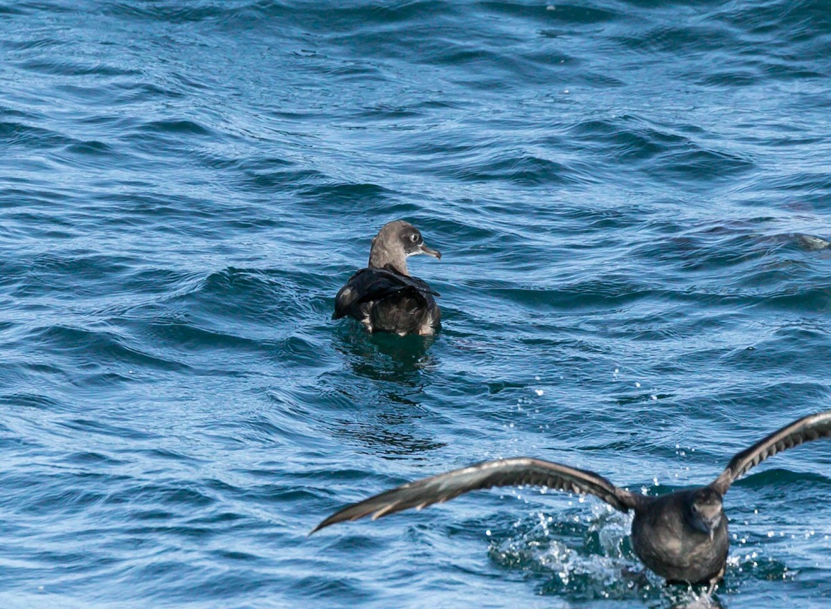Puffin fuligineux - ML641164022