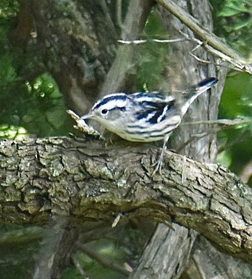 Black-and-white Warbler - ML641164028