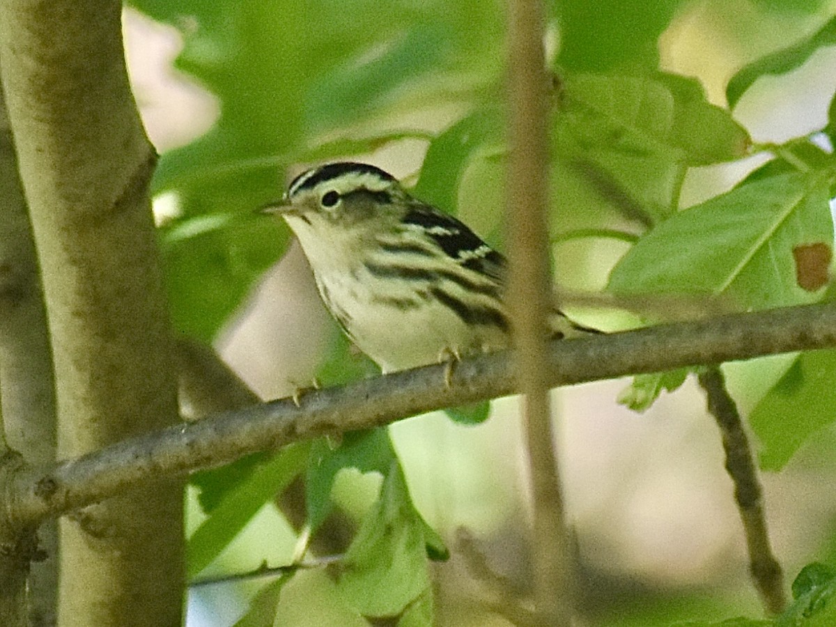 Black-and-white Warbler - ML641164029