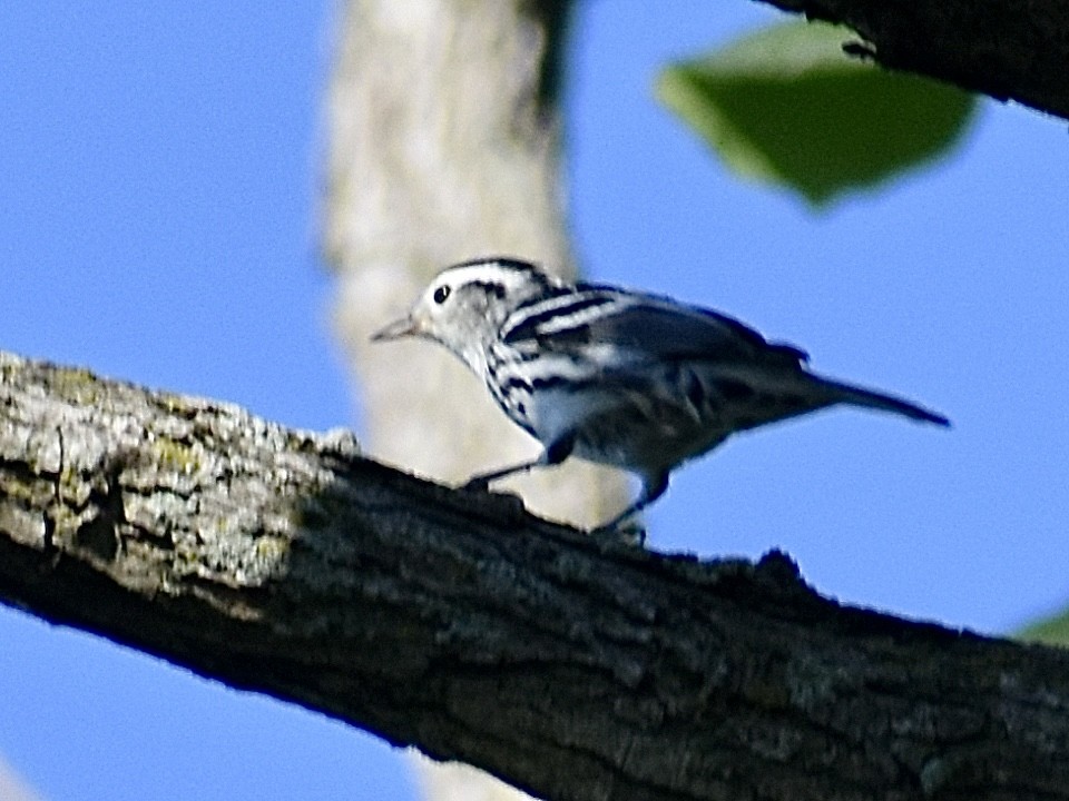 Black-and-white Warbler - ML641164031