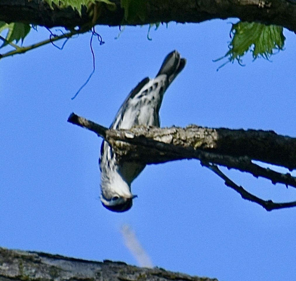 Black-and-white Warbler - ML641164033