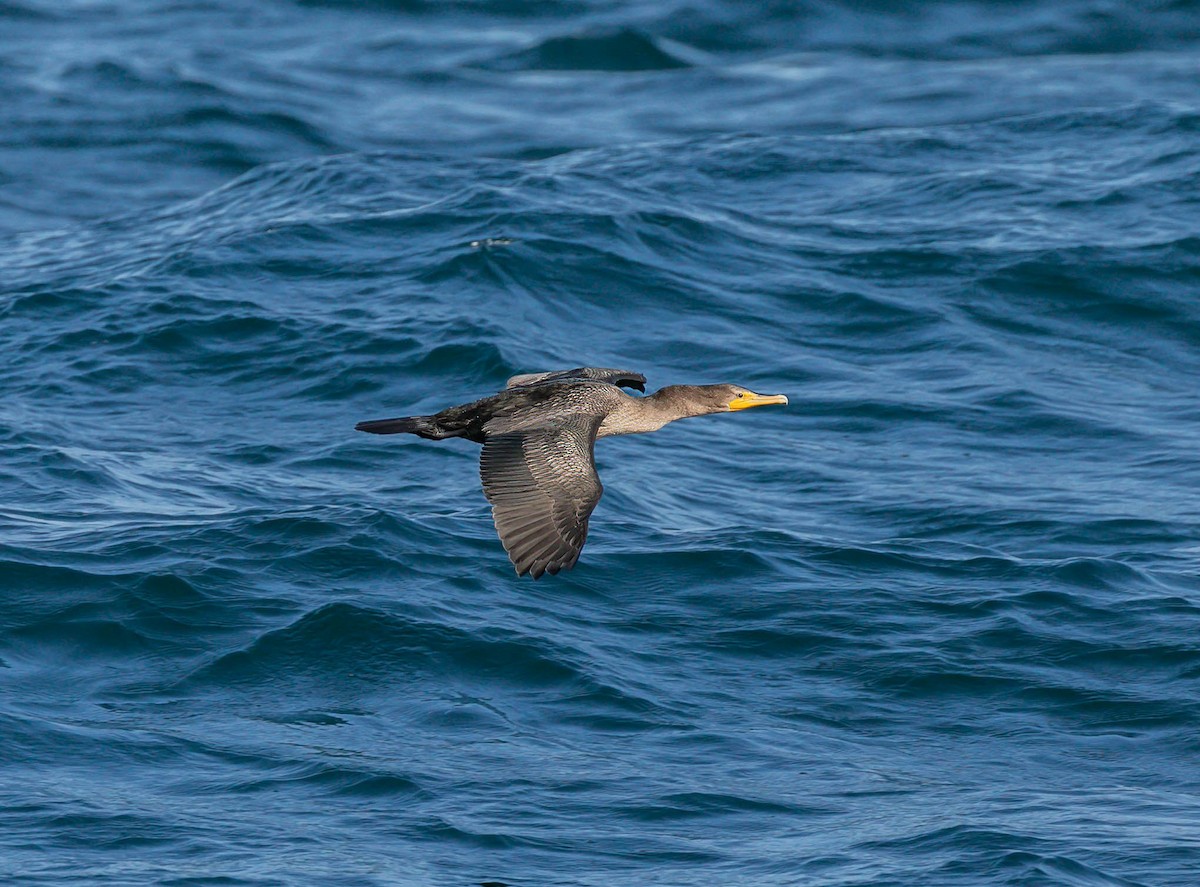 Cormoran à aigrettes - ML641164035
