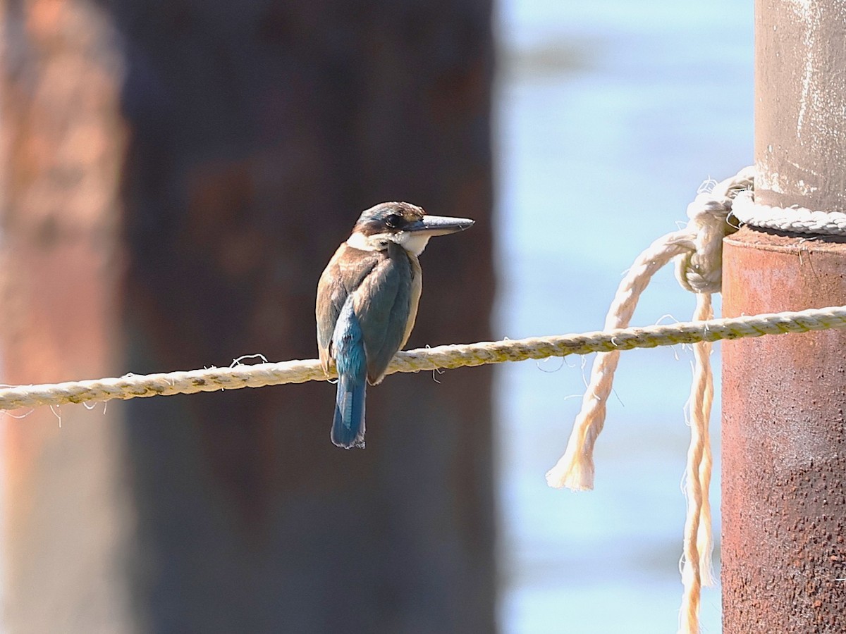 Sacred Kingfisher - ML641164039