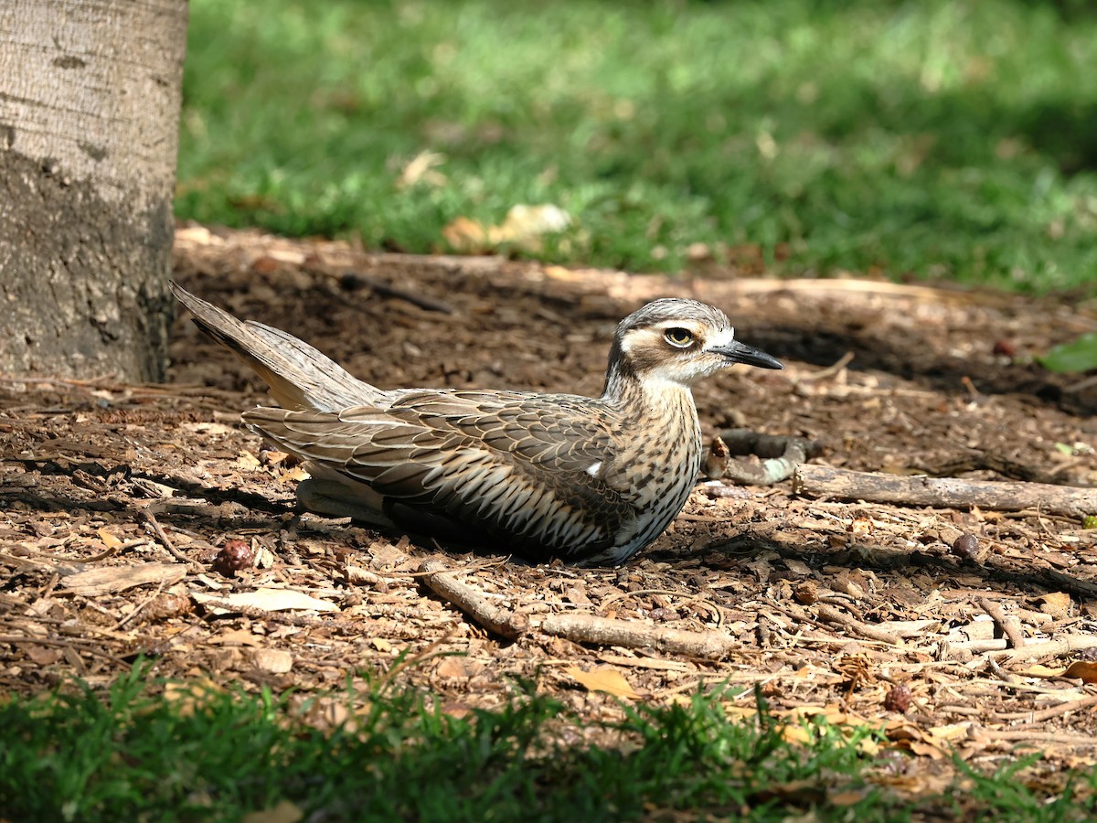 Bush Thick-knee - ML641164049