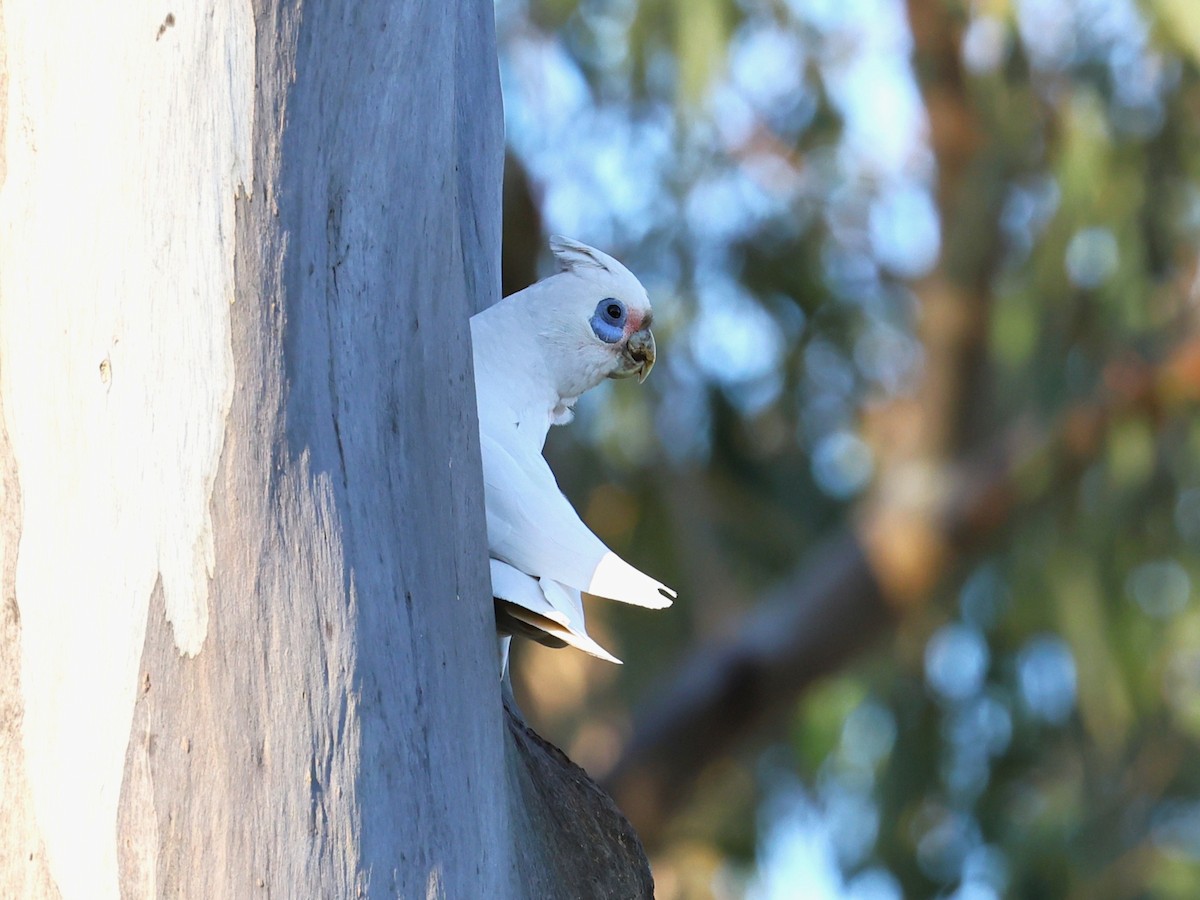 アカビタイムジオウム - ML641164055