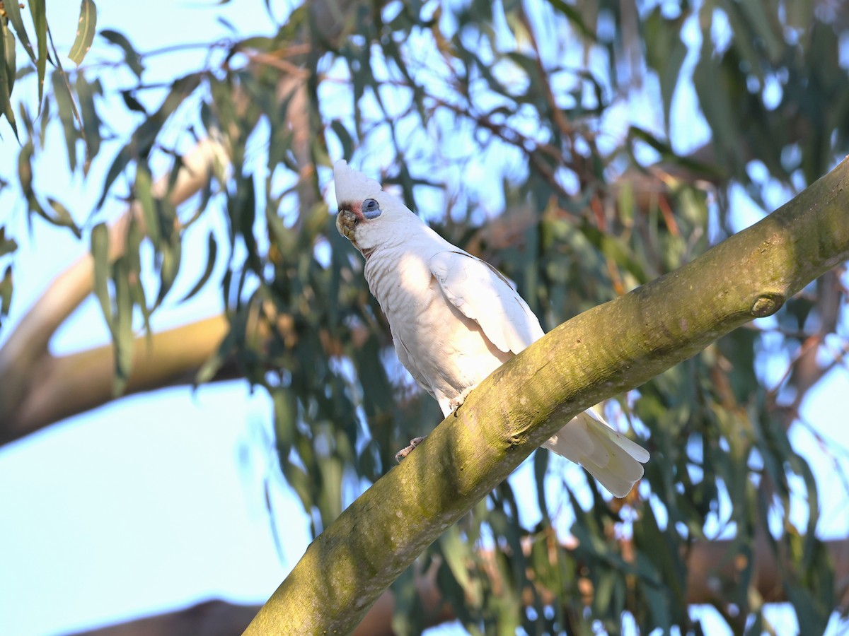 アカビタイムジオウム - ML641164056