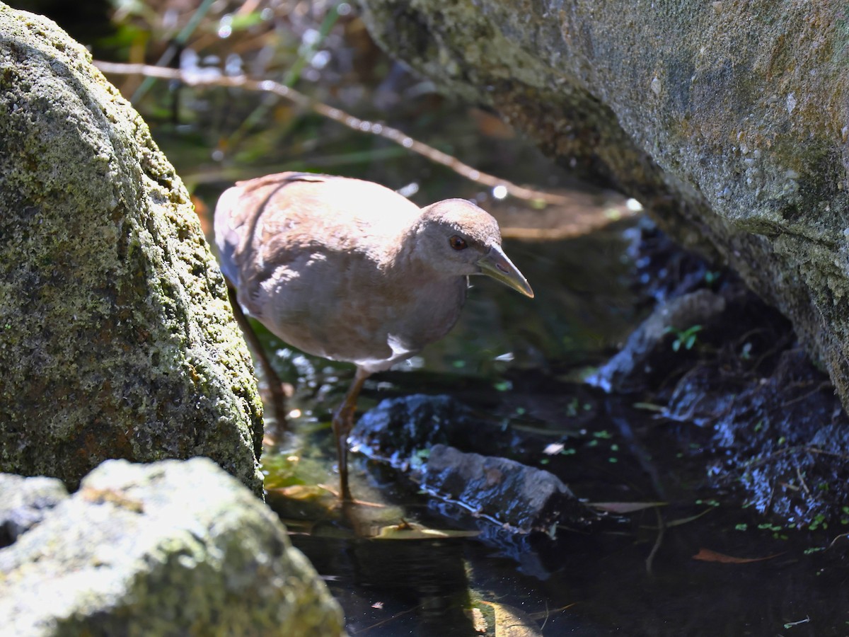 Pale-vented Bush-hen - ML641164071