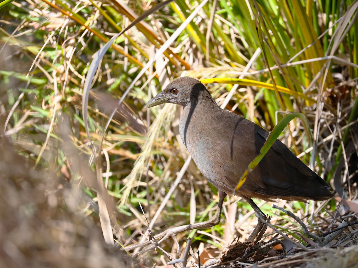 Pale-vented Bush-hen - ML641164072