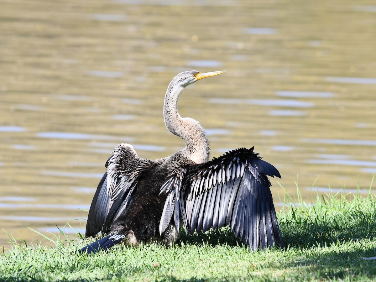 Australasian Darter - ML641164083