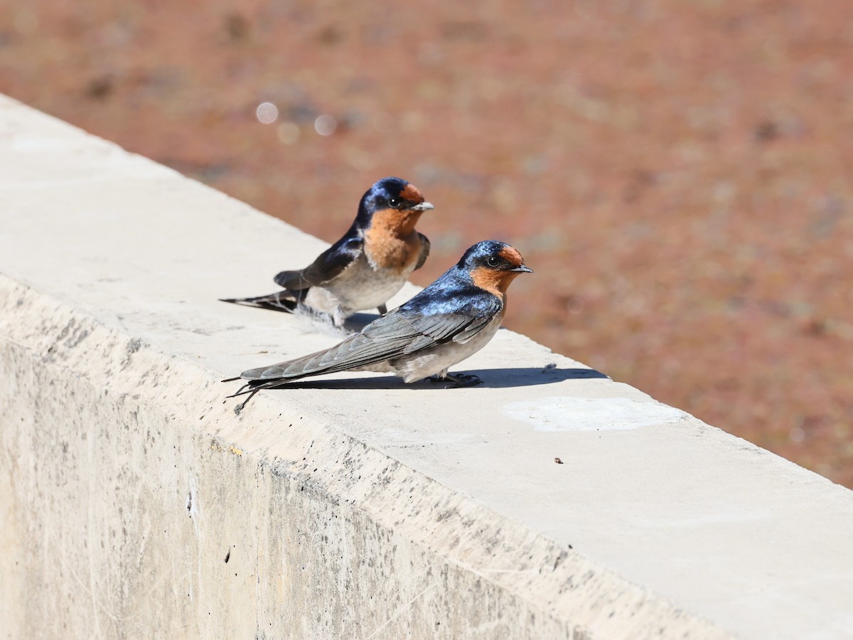 Welcome Swallow - ML641164091