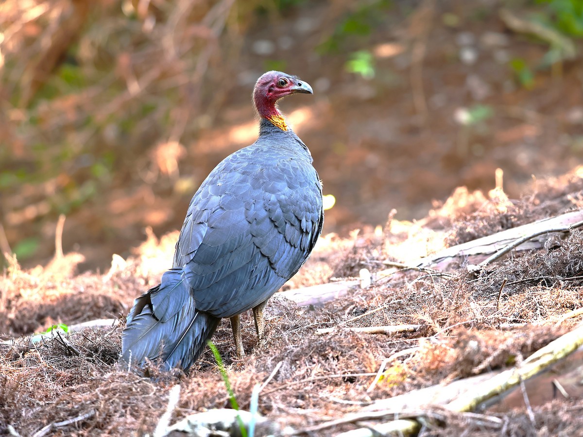 ヤブツカツクリ - ML641164102