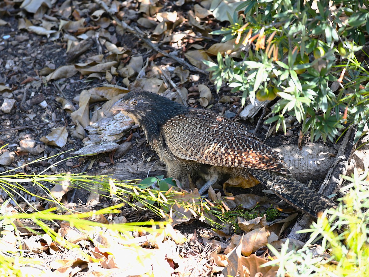 キジバンケン - ML641164103