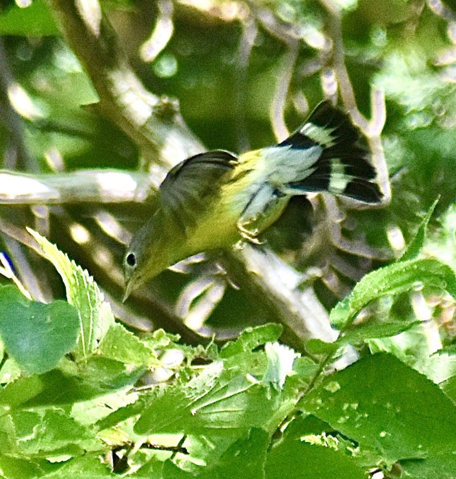 Magnolia Warbler - ML641164106