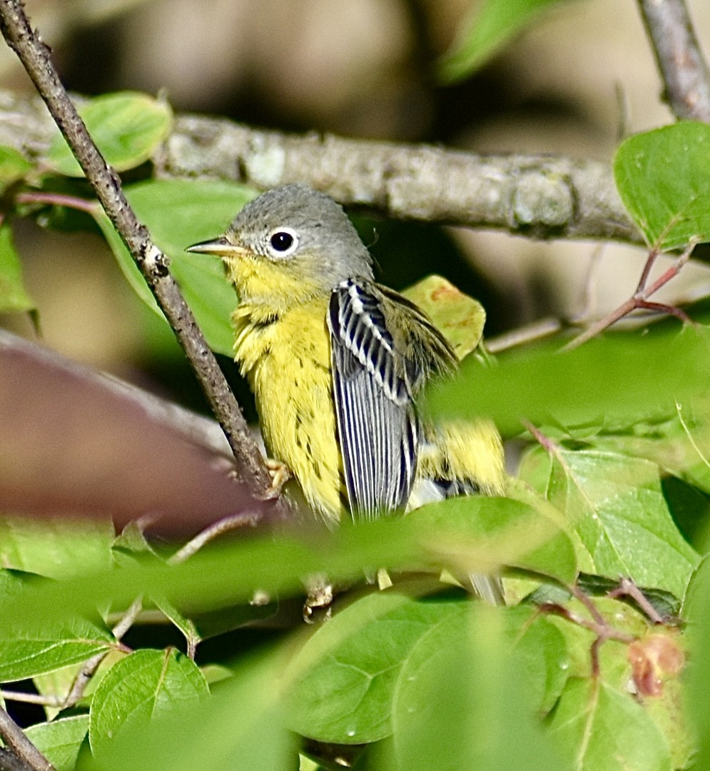 Magnolia Warbler - ML641164107
