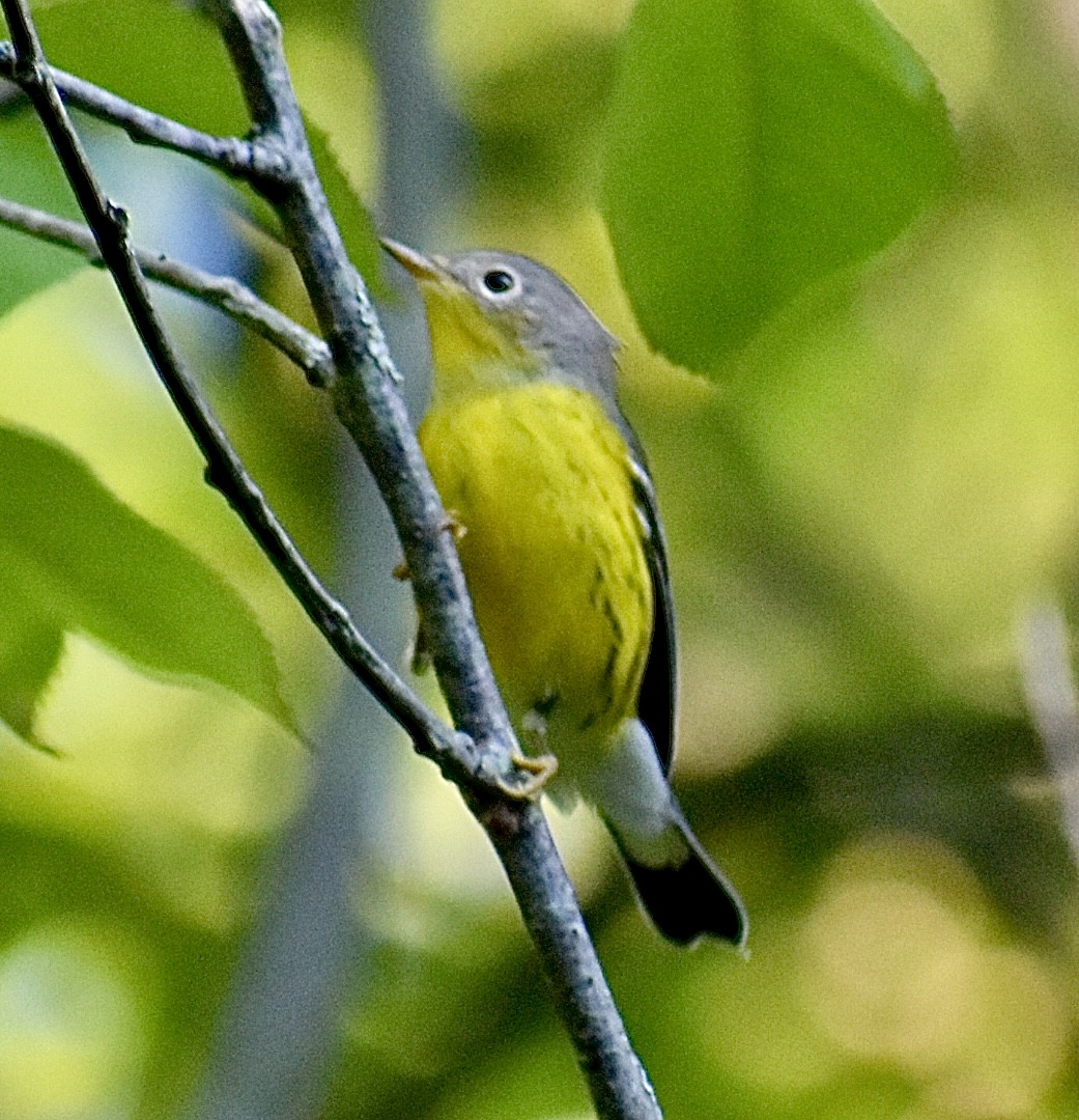 Magnolia Warbler - ML641164109