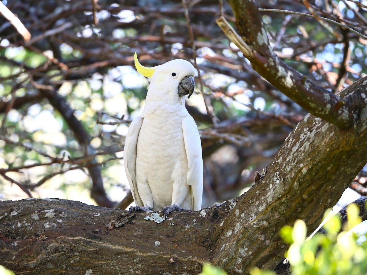 キバタン - ML641164111