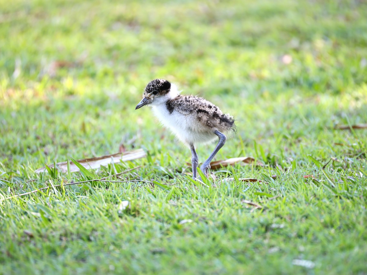 ズグロトサカゲリ - ML641164116