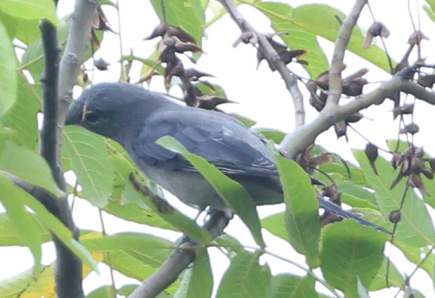 Black-winged Cuckooshrike - ML641164124