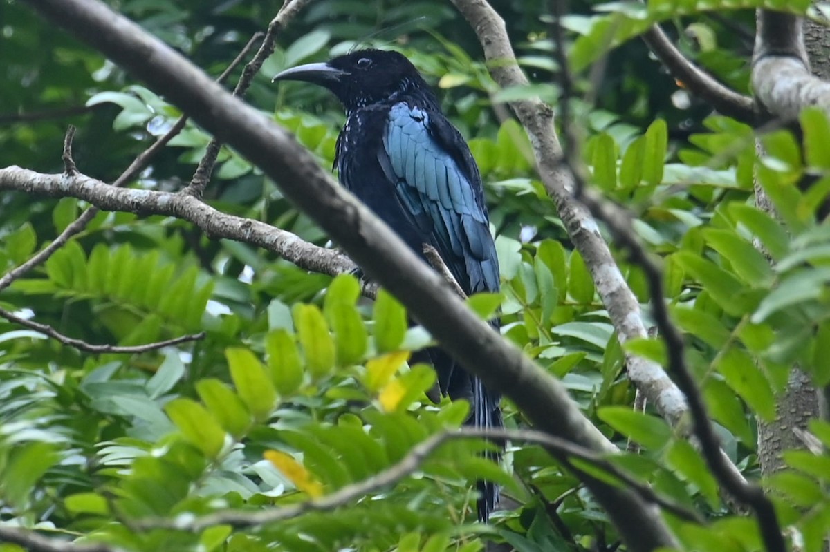Hair-crested Drongo - ML641164190