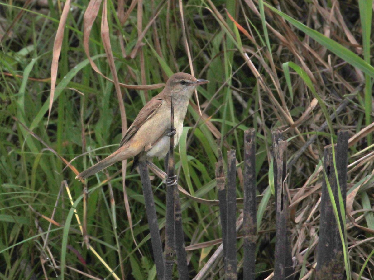 Oriental Reed Warbler - ML641164258