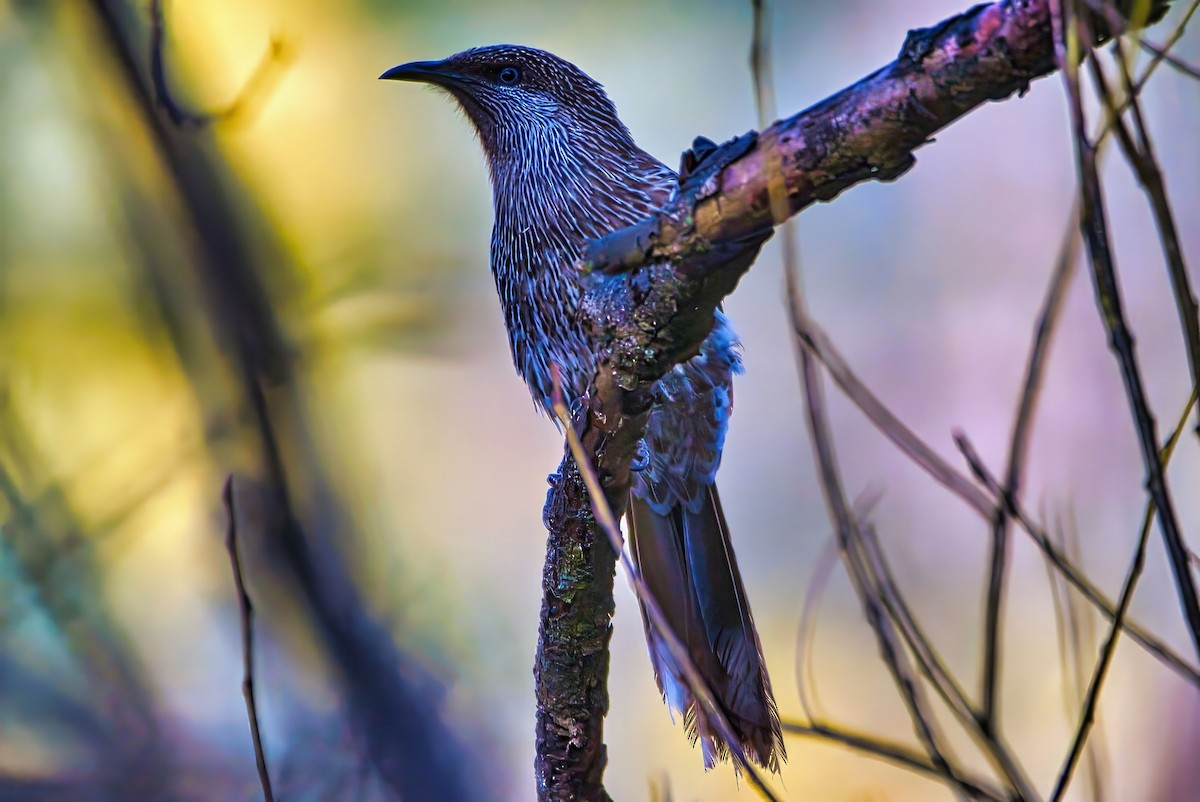 Little Wattlebird - ML641164270