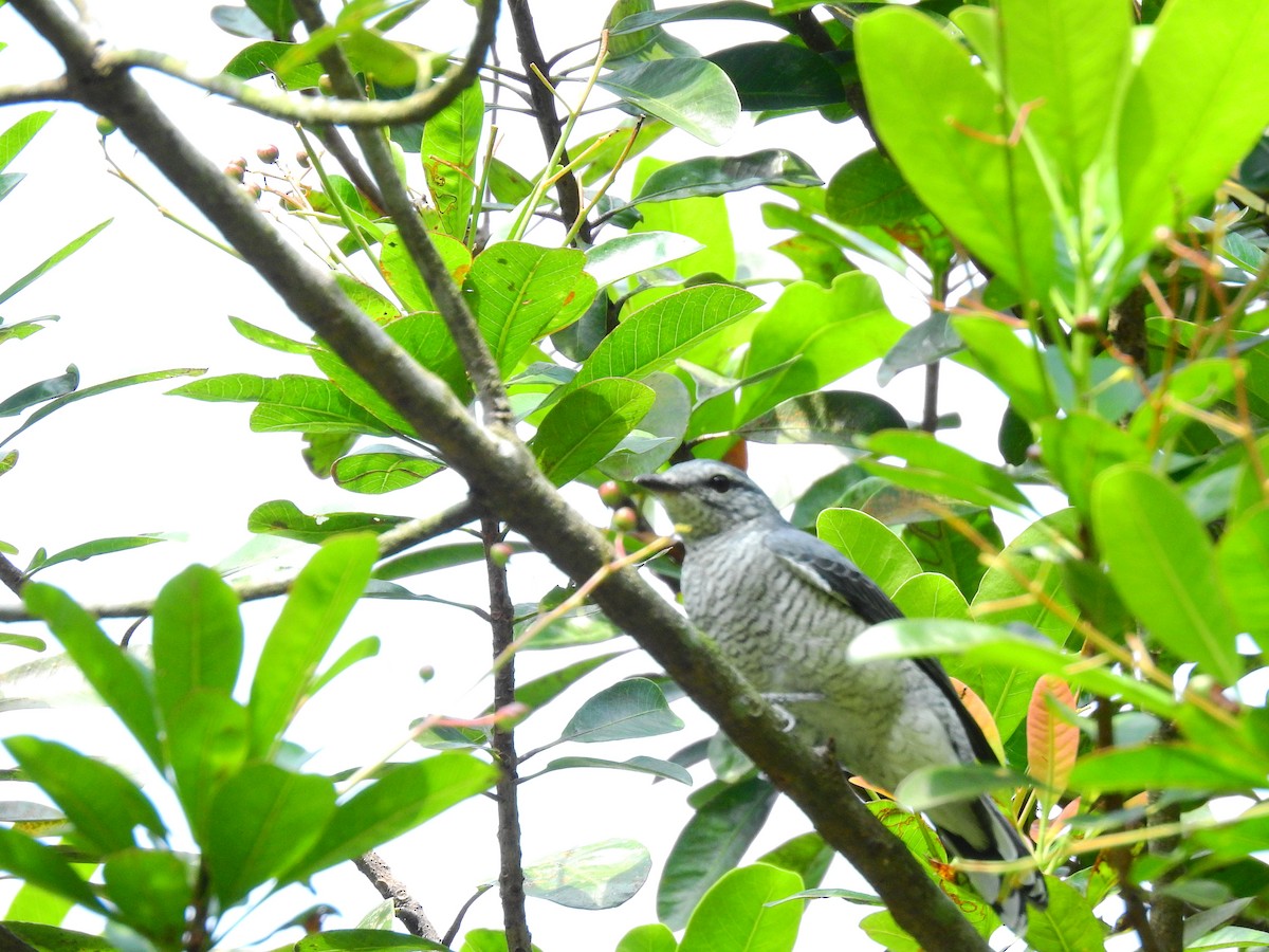 Lesser Cuckooshrike - ML641164280