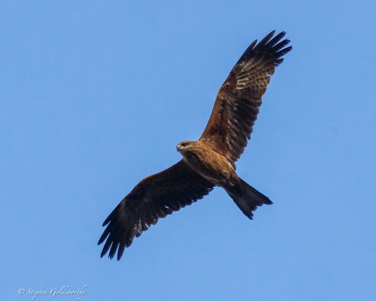 黑鳶(migrans群) - ML641164299