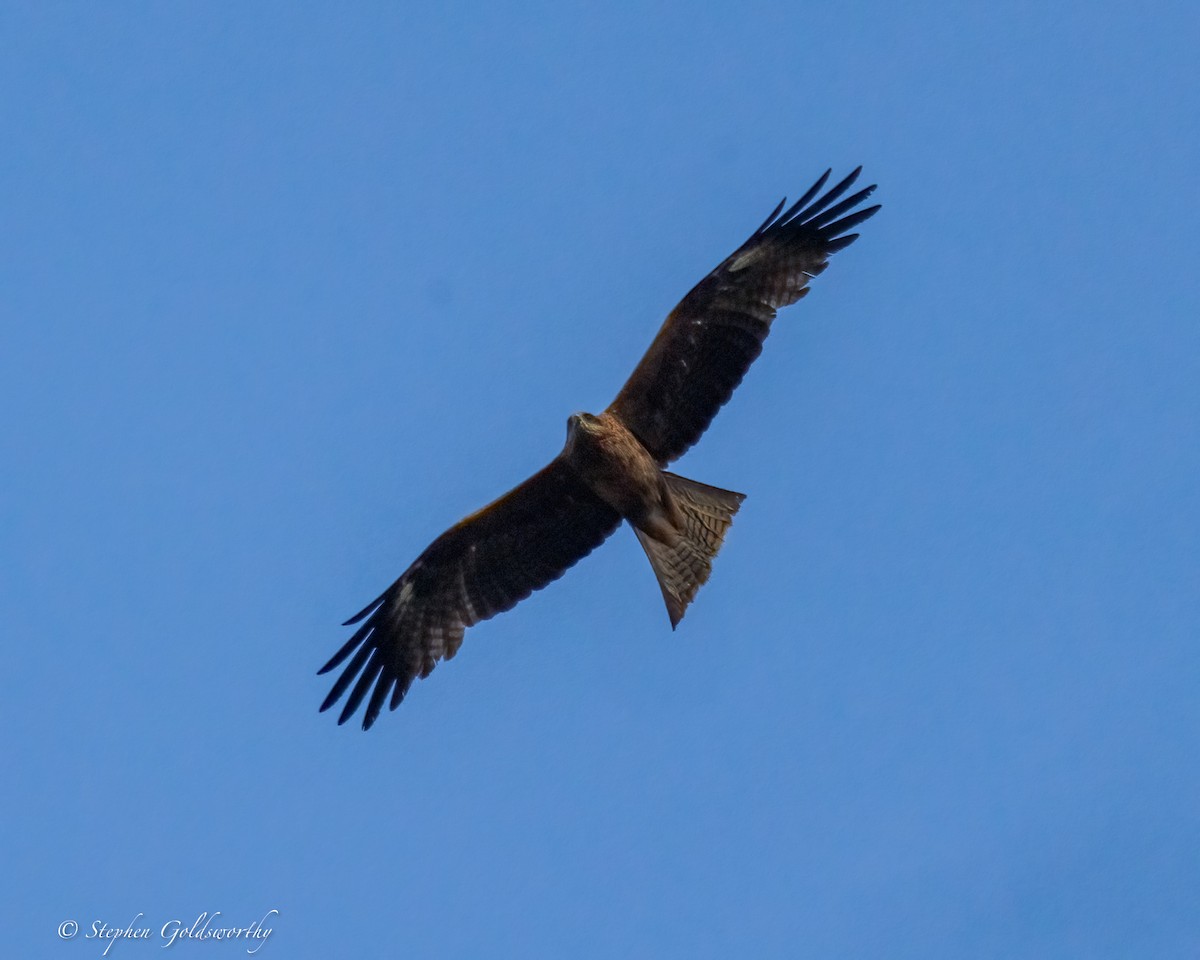 黑鳶(migrans群) - ML641164300
