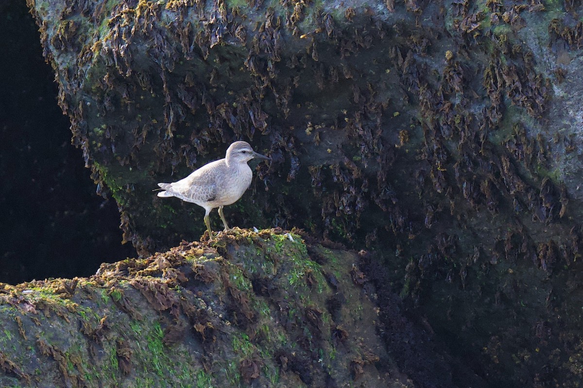 Red Knot - ML641164315