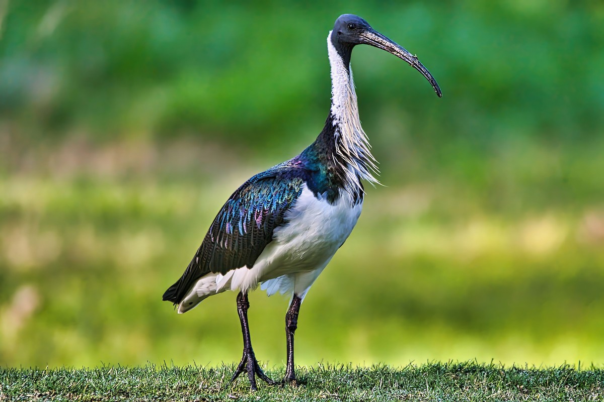 Straw-necked Ibis - ML641164319