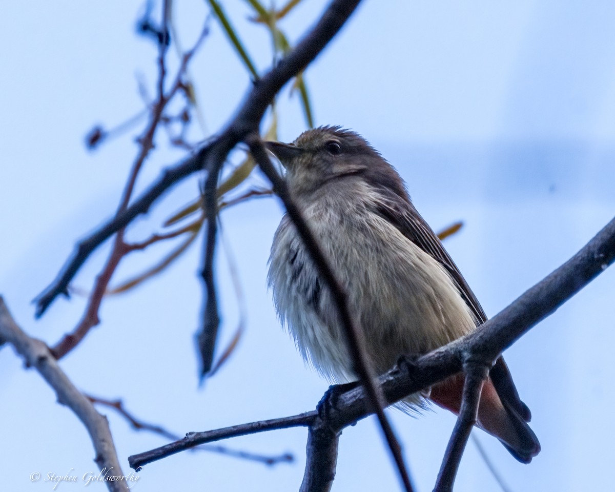Mistletoebird - ML641164338